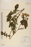 黃花三七草藏品圖，第1張