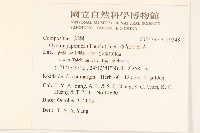 黃花三七草藏品圖，第5張