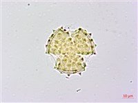 黃花三七草藏品圖，第2張