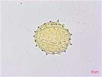 黃花三七草藏品圖，第3張