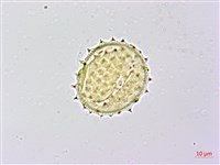 黃花三七草藏品圖，第4張