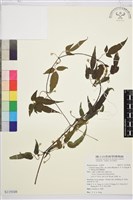 森氏鐵線蓮藏品圖，第1張