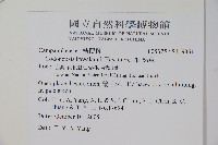 玉山山奶草藏品圖，第2張