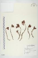 玉山佛甲草藏品圖，第1張