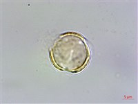 玉山佛甲草藏品圖，第2張