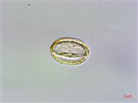 玉山佛甲草藏品圖，第4張