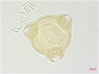 合歡柳葉菜藏品圖，第1張