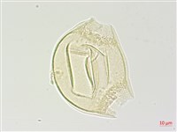 合歡柳葉菜藏品圖，第2張