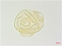 合歡柳葉菜藏品圖，第3張