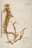 福山氏飛蓬藏品圖，第1張