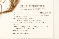 福山氏飛蓬藏品圖，第2張