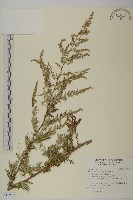 登錄號:S119360藏品圖，第1張