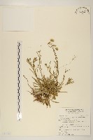 福山氏飛蓬藏品圖，第1張