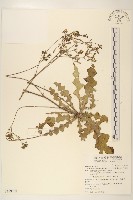 刀傷草藏品圖，第1張