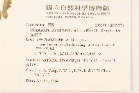 鼠麴草藏品圖，第2張