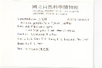 菜欒藤藏品圖，第5張