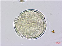 菜欒藤藏品圖，第2張