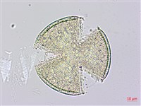 菜欒藤藏品圖，第3張