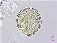 菜欒藤藏品圖，第4張