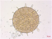 山芙蓉、臺灣山芙蓉、狗頭芙蓉藏品圖，第1張