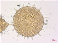 山芙蓉、臺灣山芙蓉、狗頭芙蓉藏品圖，第2張