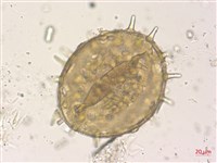 山芙蓉、臺灣山芙蓉、狗頭芙蓉藏品圖，第3張