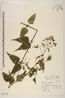 田代氏澤蘭藏品圖，第1張