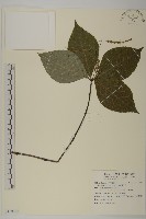 臺灣及己藏品圖，第1張