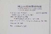 上花細辛藏品圖，第2張