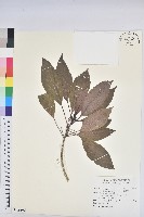 假鐵莧藏品圖，第1張