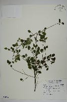 燈稱花、烏雞骨藏品圖，第1張