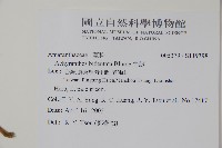 牛膝藏品圖，第2張