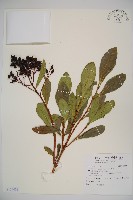 珊瑚樹藏品圖，第1張