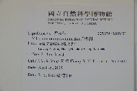 珊瑚樹藏品圖，第2張