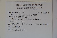 紅子莢迷藏品圖，第2張