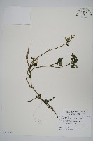 曲莖馬藍藏品圖，第1張