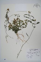 柳葉鱗球花藏品圖，第1張