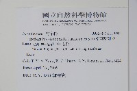 柳葉鱗球花藏品圖，第2張