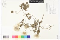 屏東鐵線蓮藏品圖，第1張
