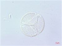 倒地蜈蚣藏品圖，第2張