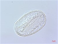 倒地蜈蚣藏品圖，第3張