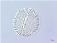 倒地蜈蚣藏品圖，第4張