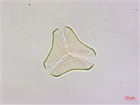 大葉桑寄生藏品圖，第1張