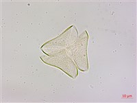 大葉桑寄生藏品圖，第2張