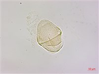 大葉桑寄生藏品圖，第3張