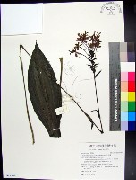 白鶴蘭藏品圖，第1張