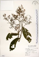 水金京藏品圖，第1張