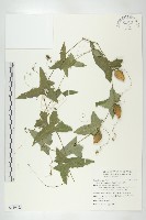 茅瓜藏品圖，第1張