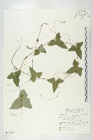 茅瓜藏品圖，第1張