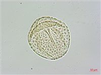 茅瓜藏品圖，第2張